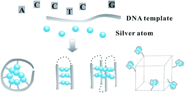 The spatial organization of trace silver atoms on a DNA template - RSC  Advances (RSC Publishing)