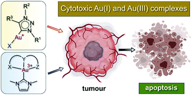 Cancer progression is an evolutionary process. Cancer Molecular Biology And Strategies For The Design Of Cytotoxic Gold I And Gold Iii Complexes A Tutorial Review Dalton Transactions Rsc Publishing