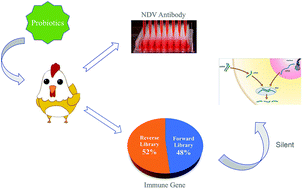 Nd vaccine of lasota strain were obtained from 2 different poultry shops and the viral content was determined in chicken embryo fibroblast (cef) . Molecular Mechanism Of Enhancing The Immune Effect Of The Newcastle Disease Virus Vaccine In Broilers Fed With Bacillus Cereus Pas38 Food Function Rsc Publishing