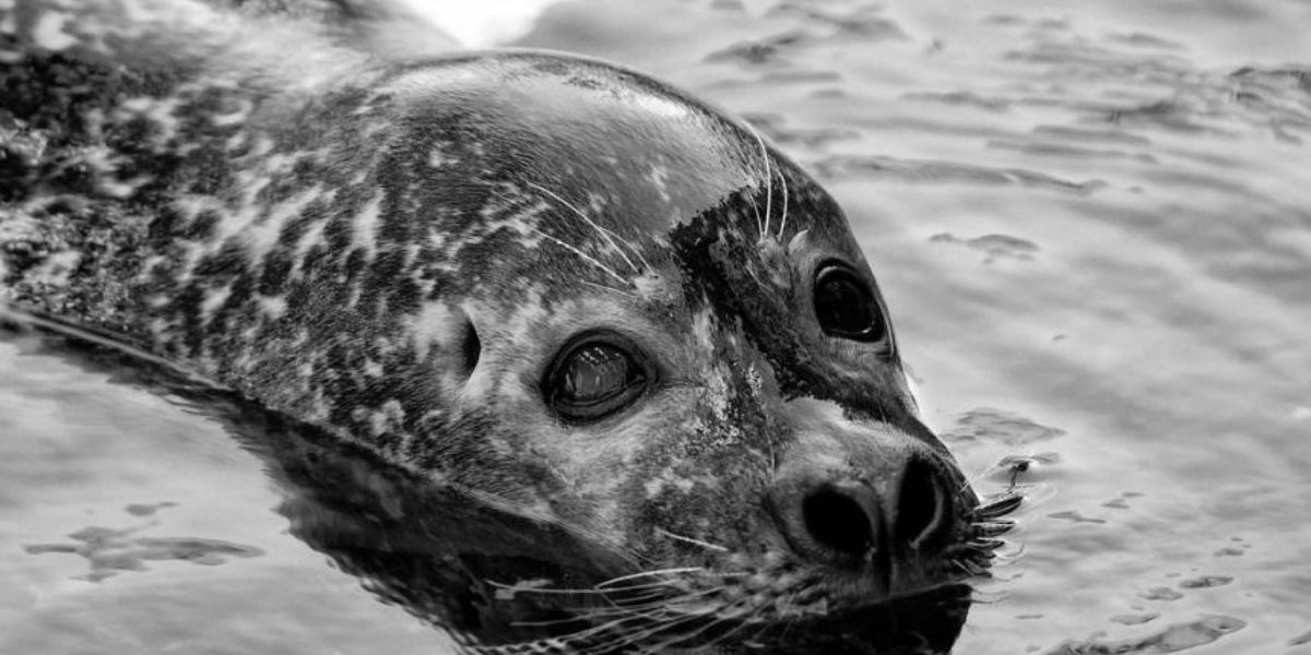 Harbor Seal Shootings In Washington Spark Petition For Federal Investigation