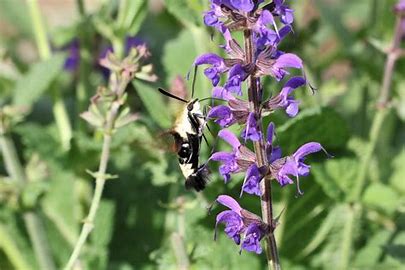 Moonlight Pollination post thumbnail image