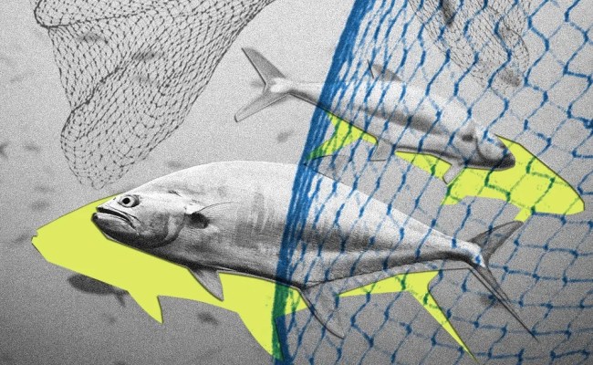 The Lords Of The North Atlantic | Pulitzer Center