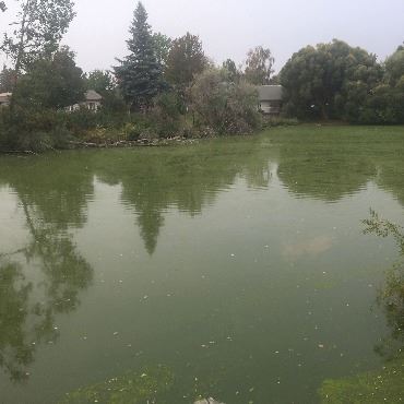 Hordemann Pond at Kiwanis Park Closed Due to Algae Bloom