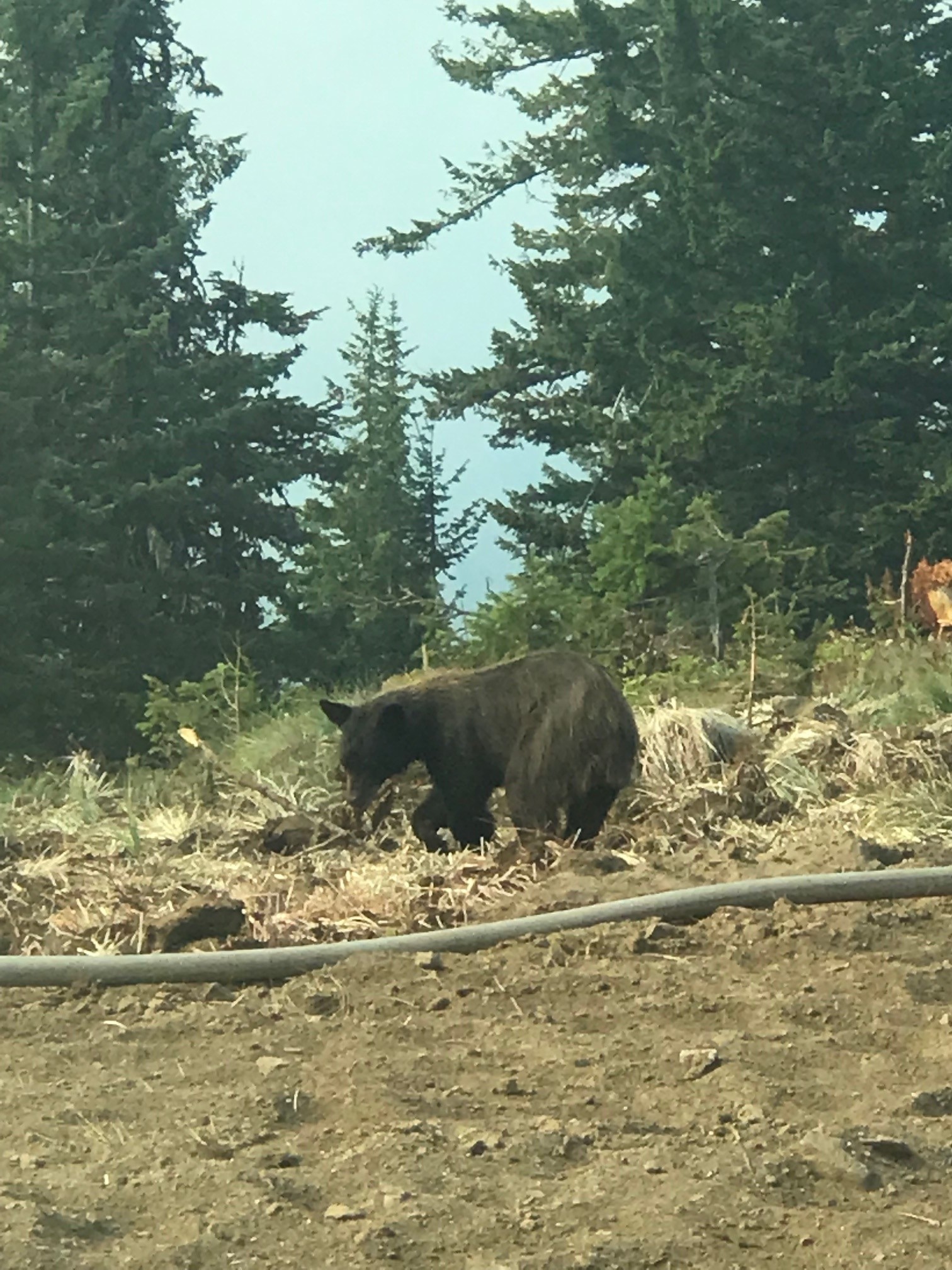 Crews Gaining Ground On Leland Complex Of Timber Fires In Nez Perce-Clearwater National Forests - Vimarsana News