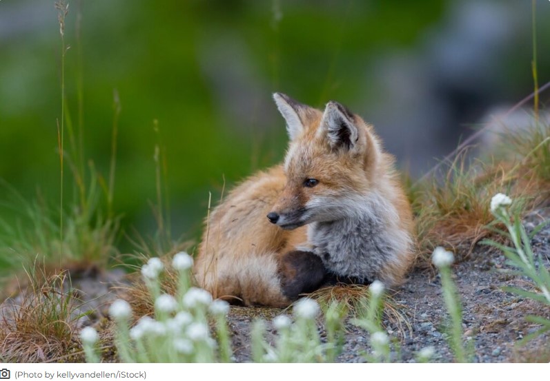 Researchers Believe Fox Tapeworm Now Established In NW After Case Discovered In Pullman
