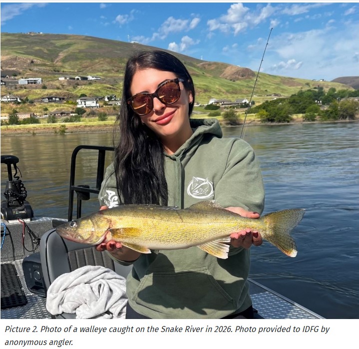 Growing Walleye Population In Snake River System Increases