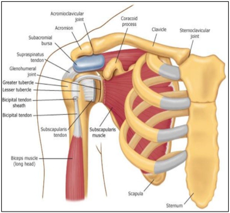 Rotator cuff anatomy