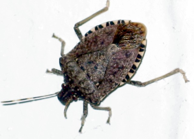 How to Get Rid of Stink Bugs: Advice From a Professional ...