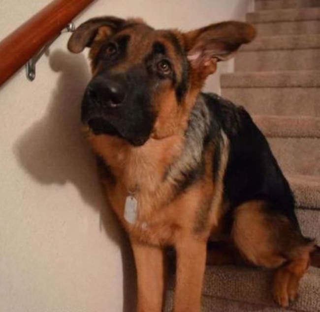 owners coming home to their dogs