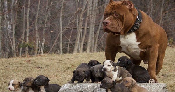 This Is How Much The World's Largest Pitbull’s Puppies Will Cost You