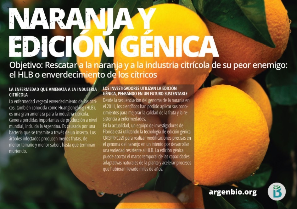 El HLB: El peor enemigo de los cítricos