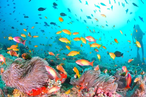 Laboratórios Submarinos e a Ciência dos Oceanos e Onde Conhecer Pesquisadores em Ação