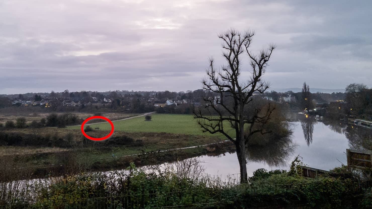 puma sneaker caracal