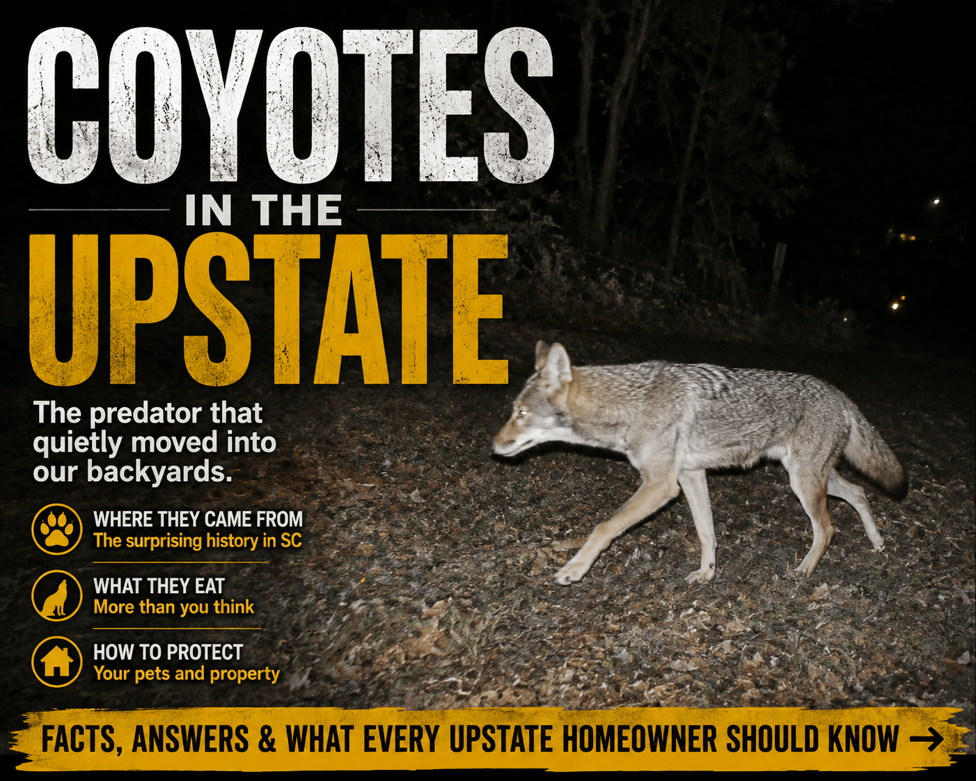 Coyotes in the Upstate: The Predator That Quietly Moved Into Our Backyards