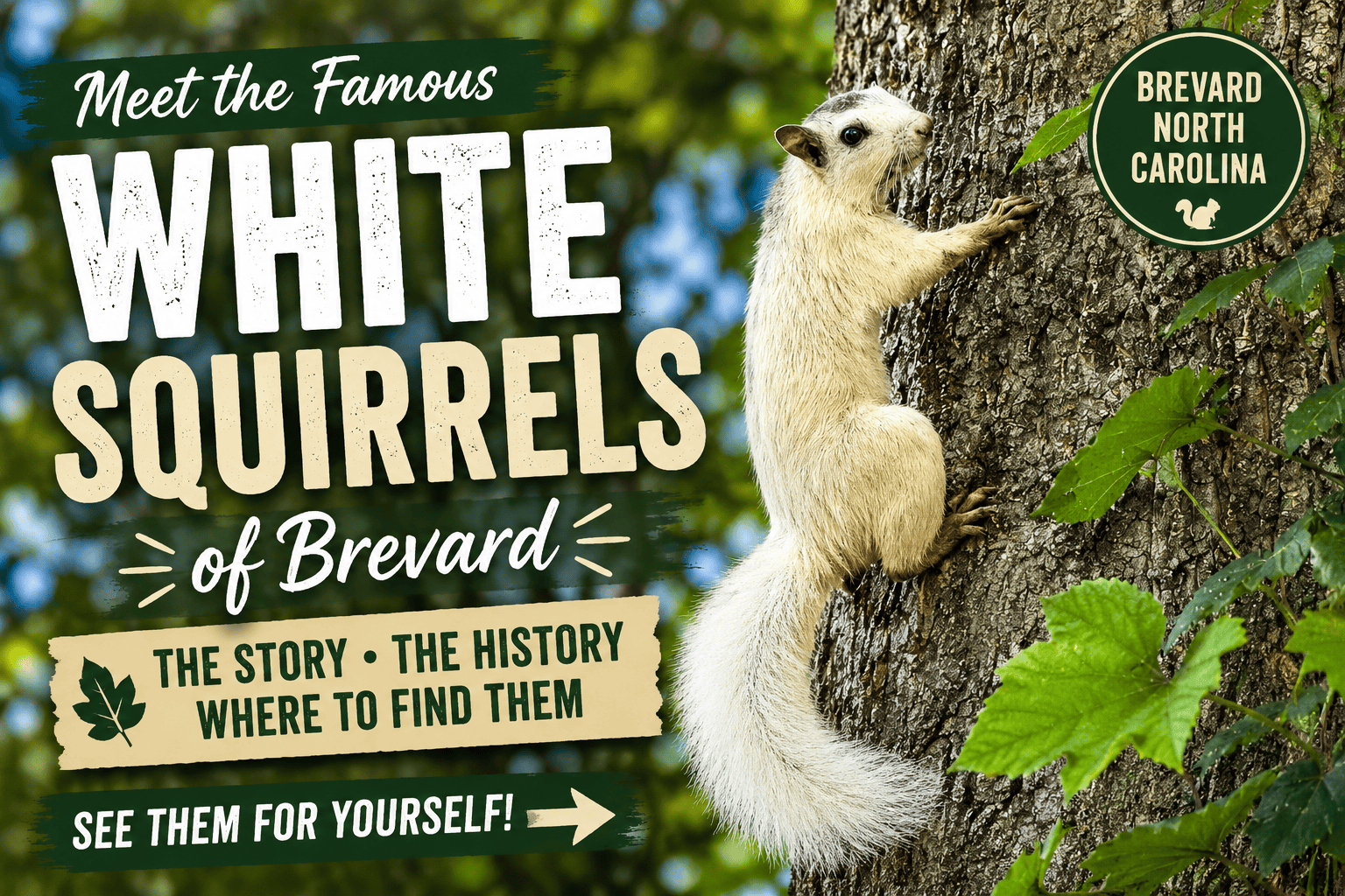 Brevard’s Famous White Squirrels: Where to Find Them and the Story Behind Them