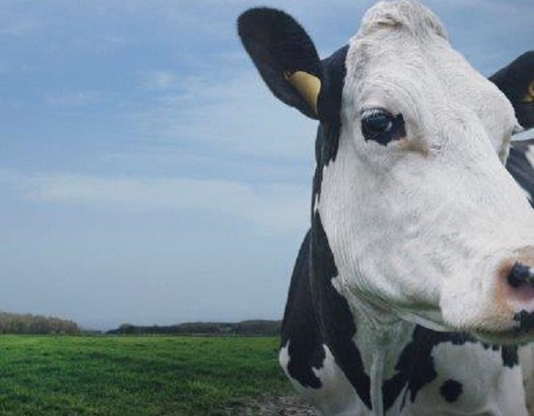 Review: 'Cow' – Punch Drunk Critics