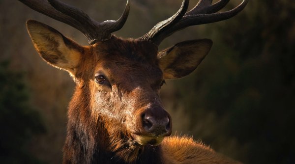 Patru bărbaţi, cercetaţi pentru braconaj; au împuşcat un cerb evaluat la peste 6.000 euro în Harghita