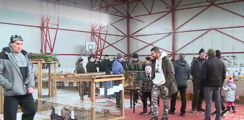 Porumbei de de 50.000 de euro prezentați într-o expoziție în Sighișoara