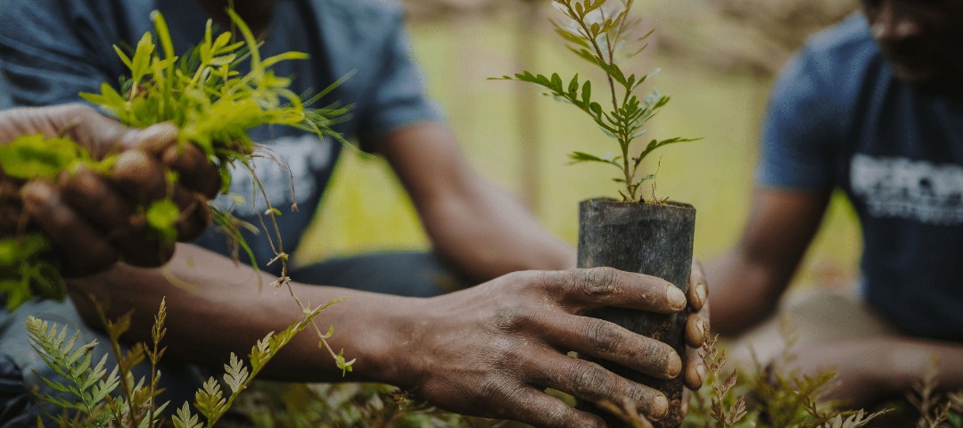 „Copaci pentru viaţă”; pomi fructiferi, plantaţi de-a lungul drumurilor judeţene în Harghita