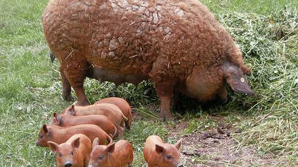 Crescătorii de porci din rasele Bazna și Mangalița vor primi ajutoare de stat