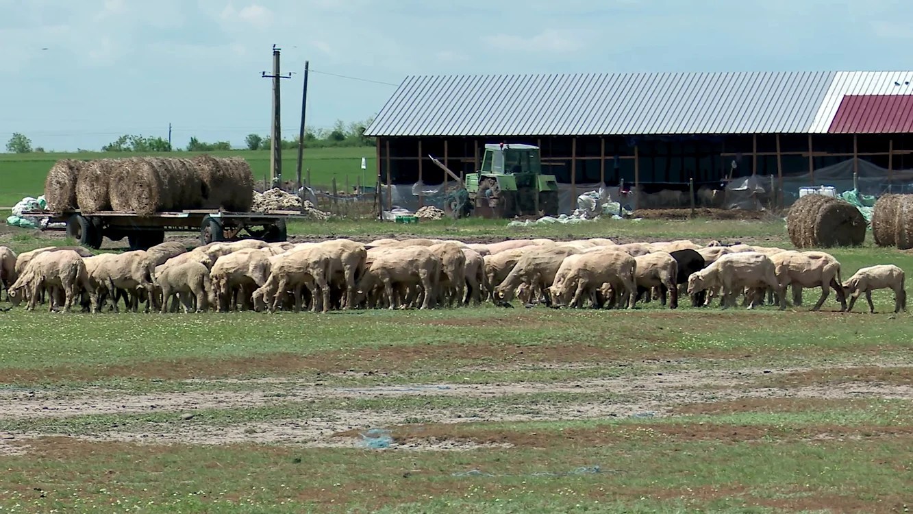 Muncitorii la ferme sunt tot mai greu de găsit