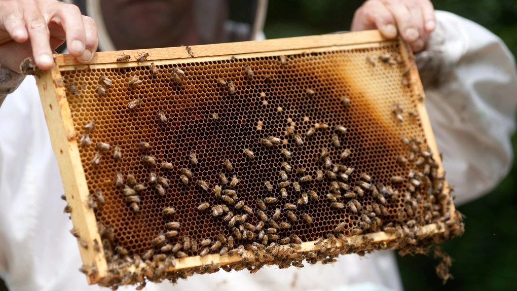 Apicultorii pot depune la APIA cererile de plată pentru intervențiile aferente sectorului până la data de 31 iulie 2024