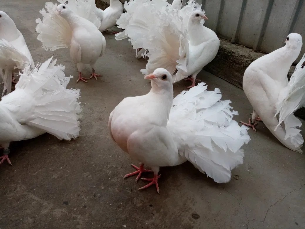 Expoziție-concurs de porumbei, la Luduș!