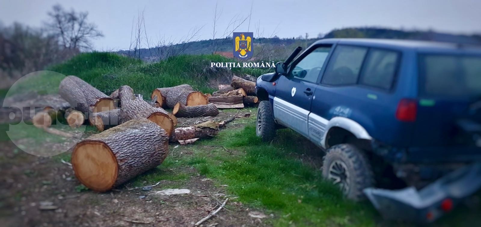 Rezultatele perchezițiilor la hoții de lemne