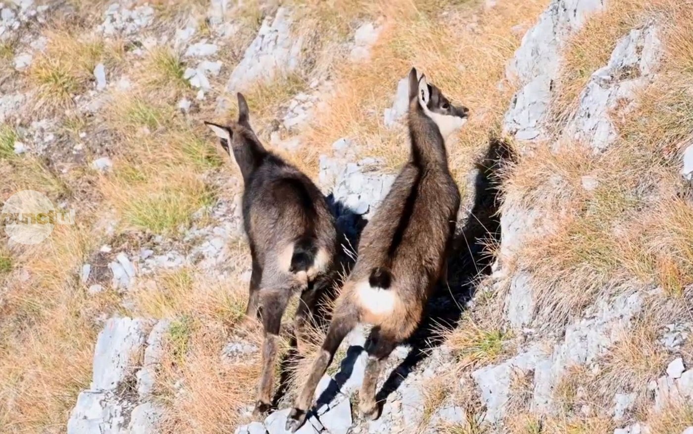 Urșii sunt problema? Ministerul Mediului permite uciderea a 664 de capre negre pentru controlul efectivului