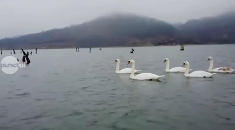 (Video) Dansul lebedelor la Bezid