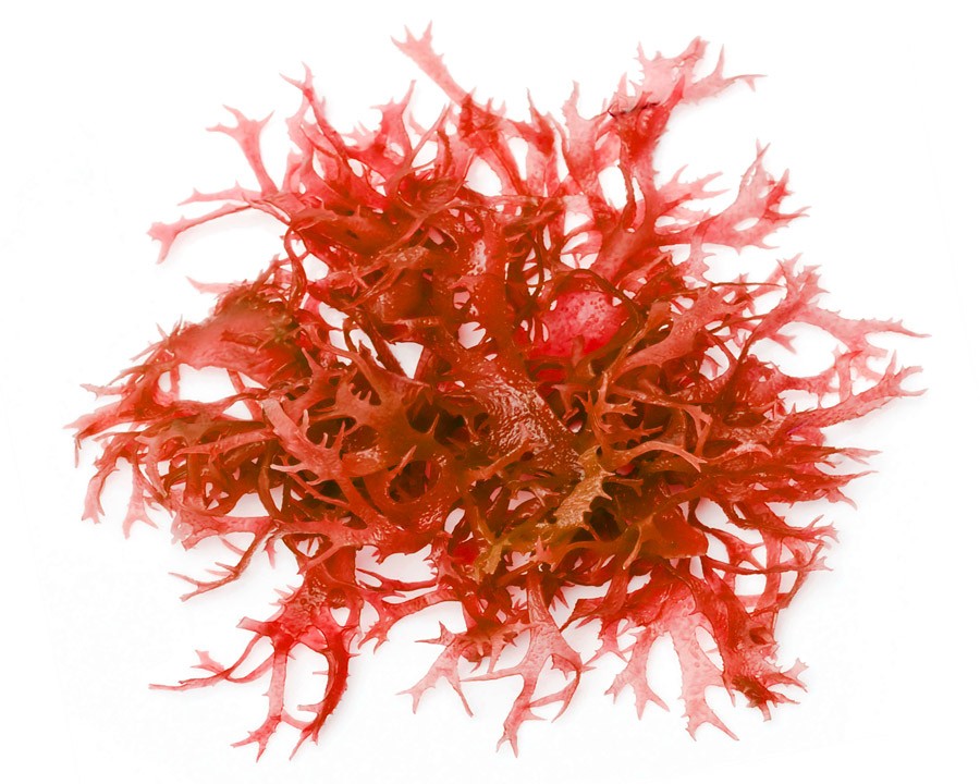 Lithothamnion Calcareum