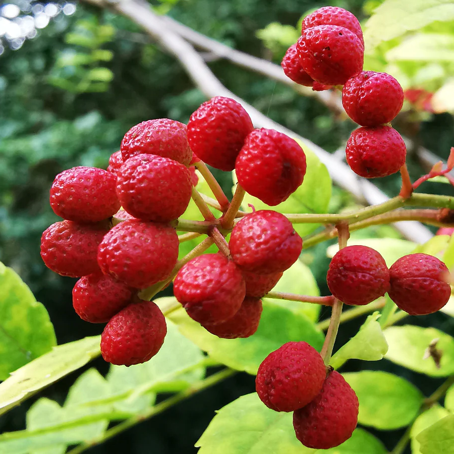 Zanthoxylum Piperitum