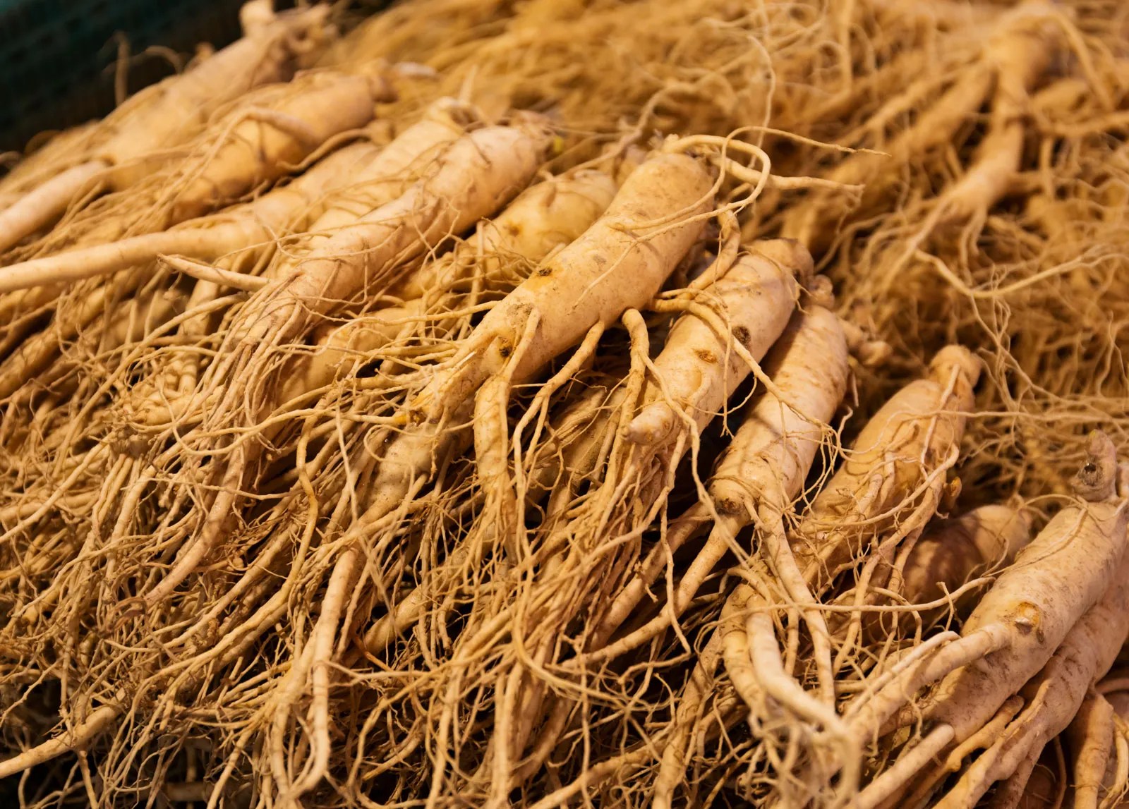 panax ginseng root