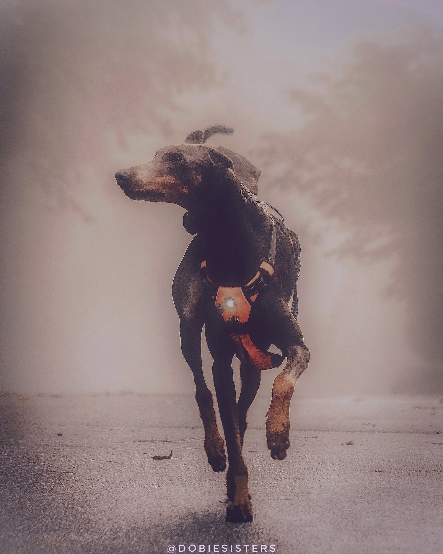 headlight harness dog