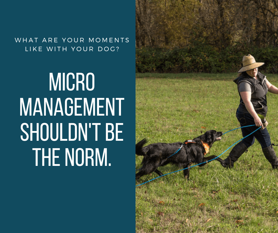 micromanage dogs