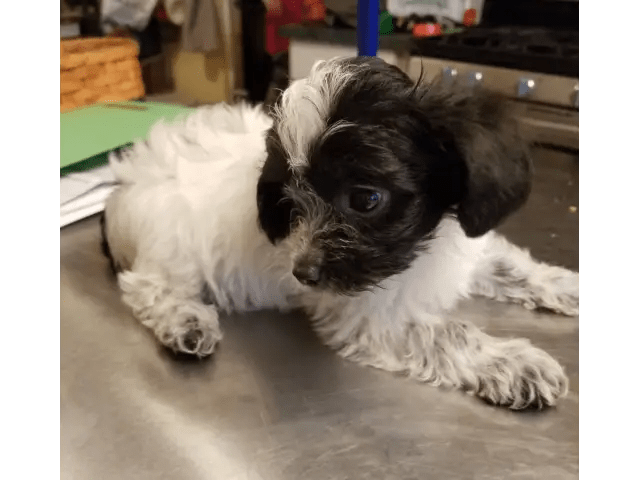 3 males and 1 female yorkiepoo puppies in houstonia