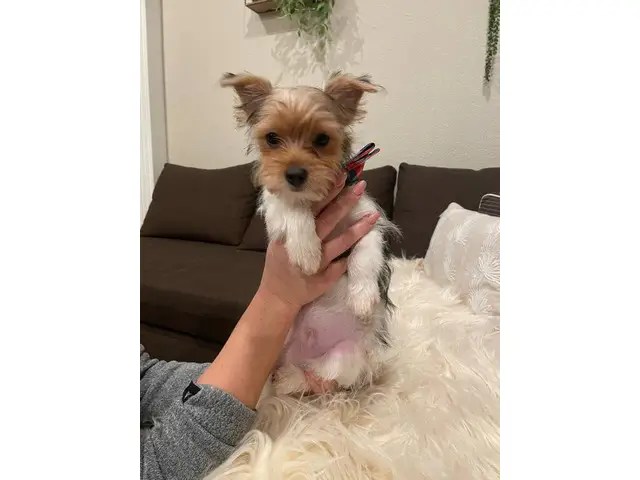 2 purebred yorkshire terriers for sale in roseville