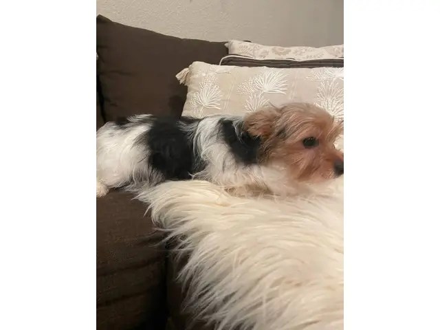 2 purebred yorkshire terriers for sale in roseville