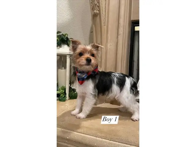 2 purebred yorkshire terriers for sale in roseville