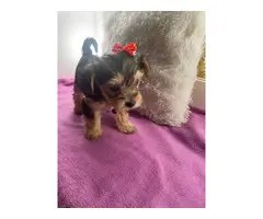 Female yorkshire terriers in vista