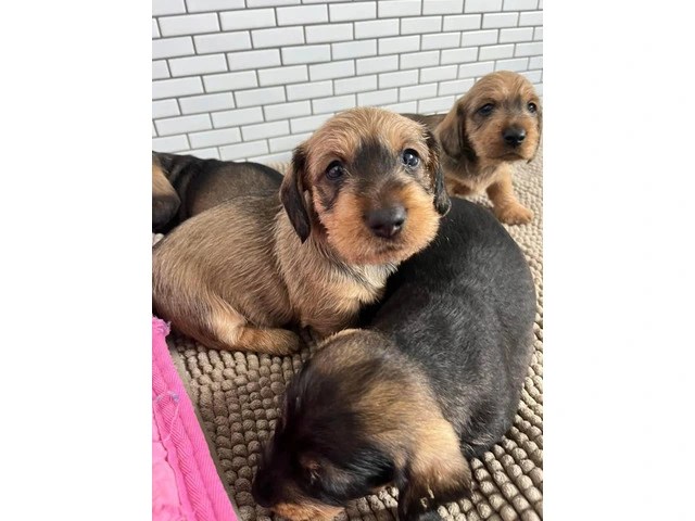 Adorable wire-haired dachshund puppies with a touch of tan: therapy dog