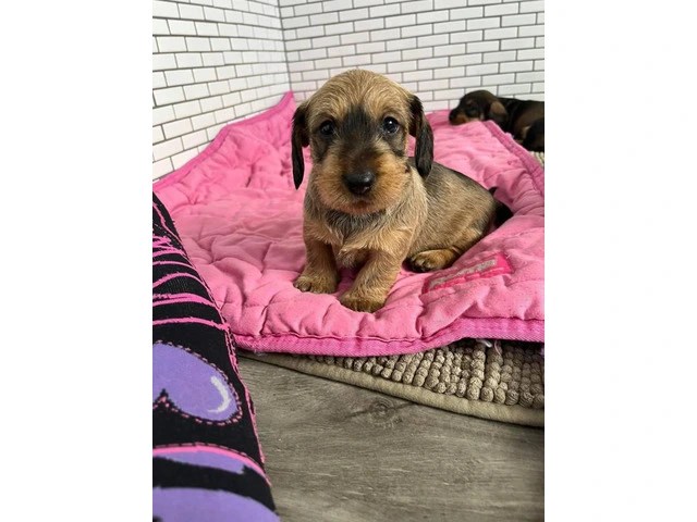 Adorable wire-haired dachshund puppies with a touch of tan: therapy dog