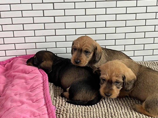 Adorable wire-haired dachshund puppies with a touch of tan: therapy dog