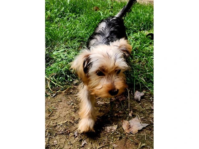 Yorkshire terrier puppies in