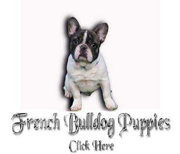 I made a rundown of french bulldog breeders in . Oregon Toy Frenchbulldog French Bulldogs Frenchbos Breeder In Oregon