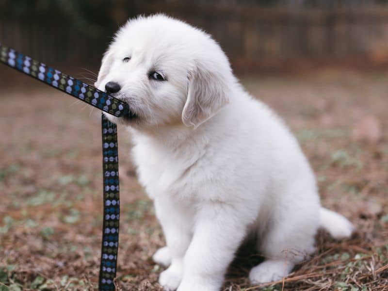 How do i stop my puppy from biting her leash?