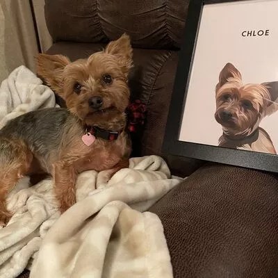 Egyedi kutya portré vásárlói kép