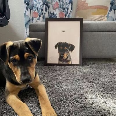 Egyedi kutya portré vásárlói kép