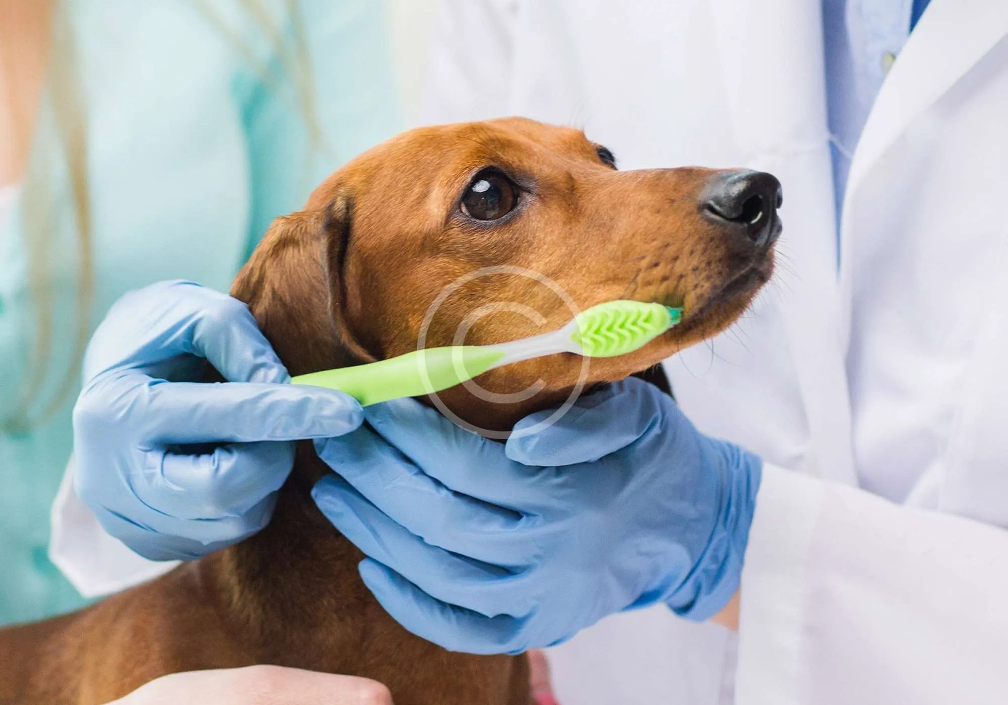 How to brush your dog’s teeth