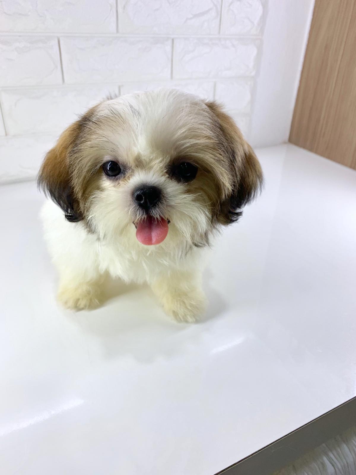 Search listings for shih tzu and other items on ksl classifieds. Shih Tzu 3 - Puppy Singapore